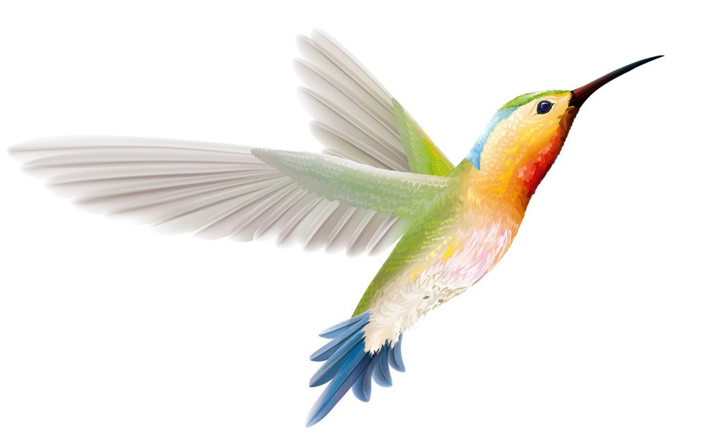 Google Hummingbird